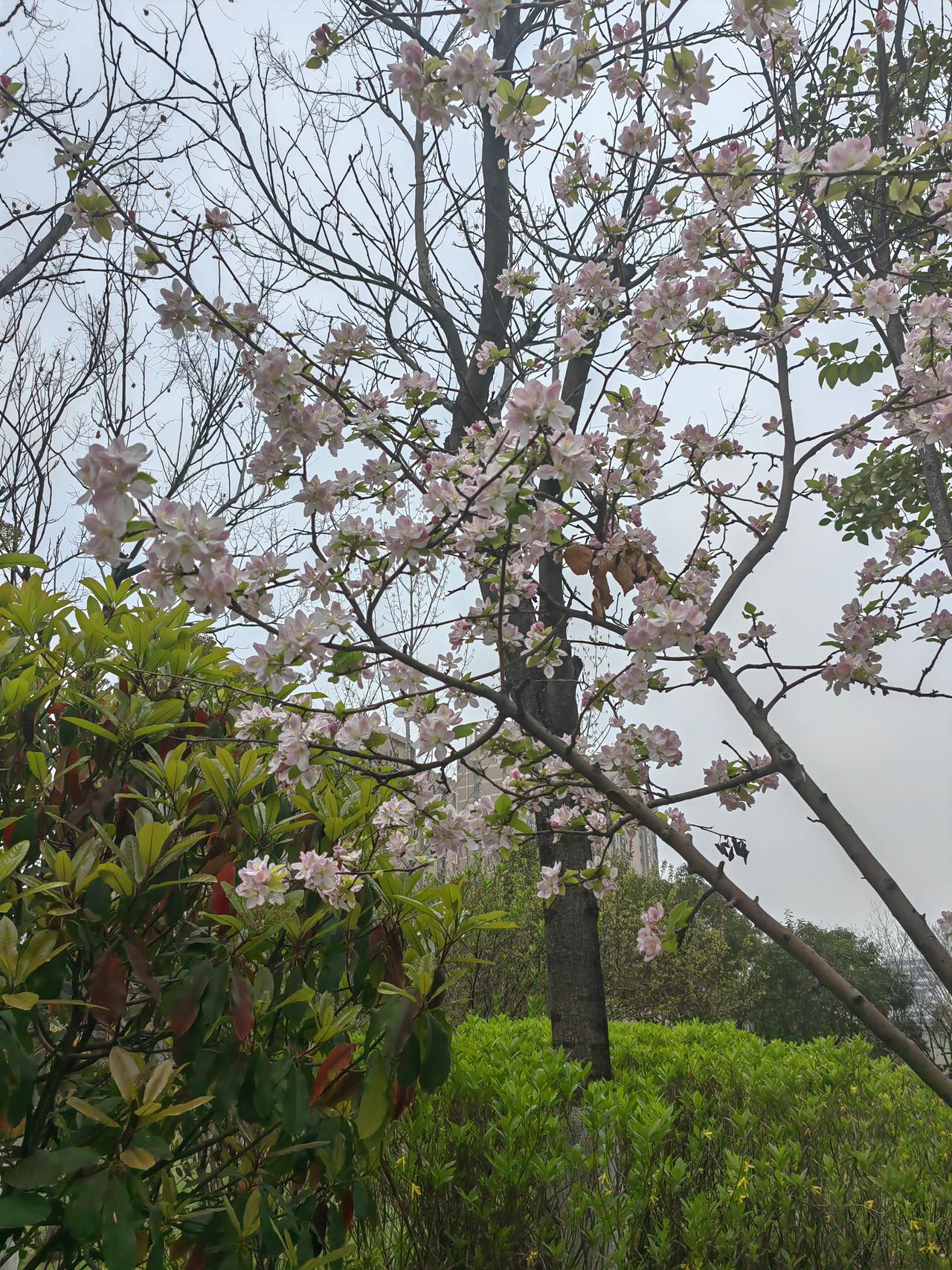 春日生活打卡季 春日生活简直太美好啦！春天就是新的开始，能治愈一切不开心。我最近