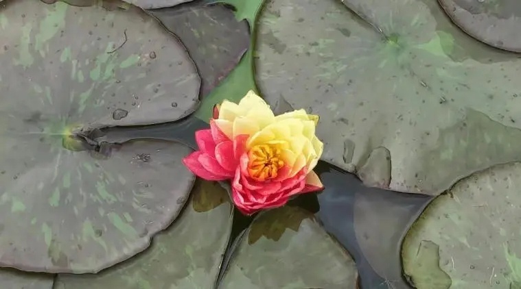 【衡水湖荷花园双色睡莲惊艳绽放】仲夏时节，衡水湖荷花园内风光旖旎、生机盎然。园区