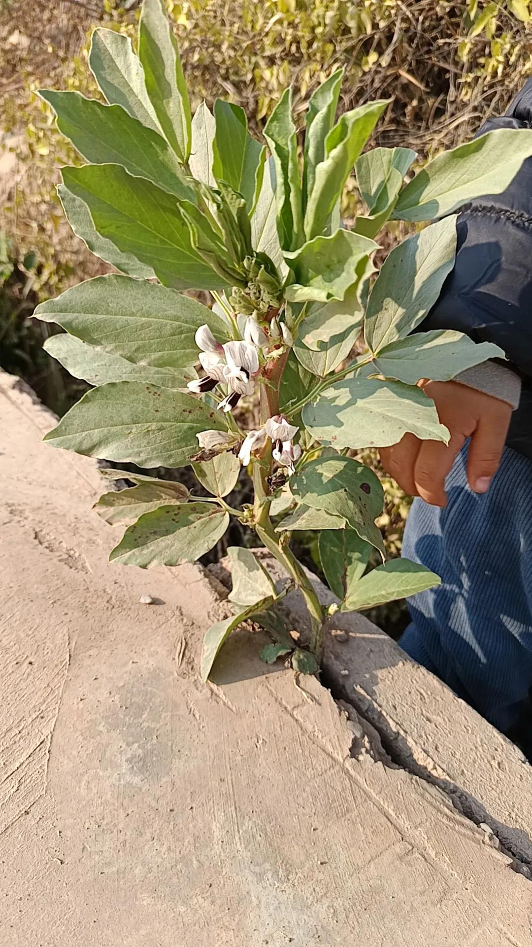 大豆花
虽然我被冷落路边，开花迟，又不逢时节，但我仍然要完成我的使命，努力开花结