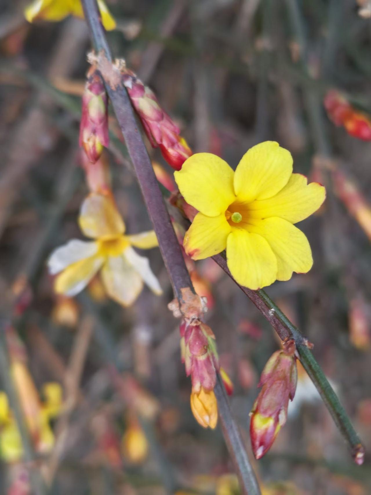 喝了腊八粥，隋唐来赏花。
    腊八氛围感 腊八喝着粥，再去赏赏花，感受着节日