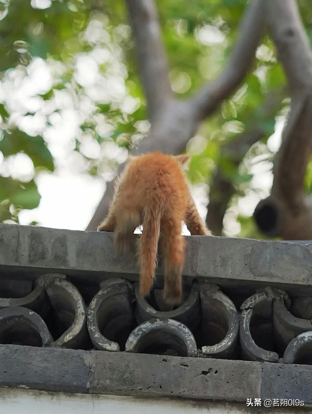 少侠真是好身手，还没满月，就轻功了得，飞檐走壁～
