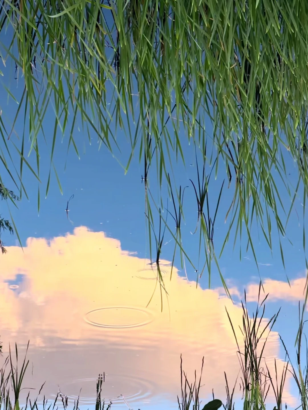 阳光下的绿意，是夏天的治愈系🍃