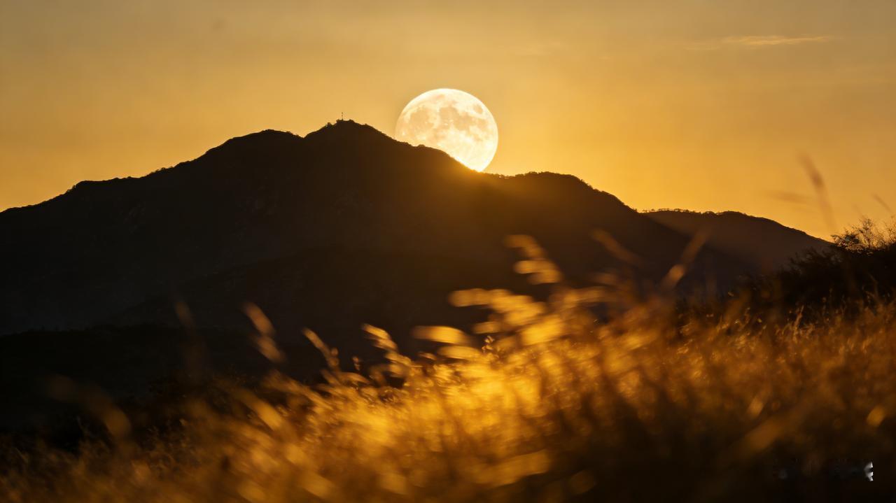 圆月缓缓沉向山脊，山间草木被月光镀金边。