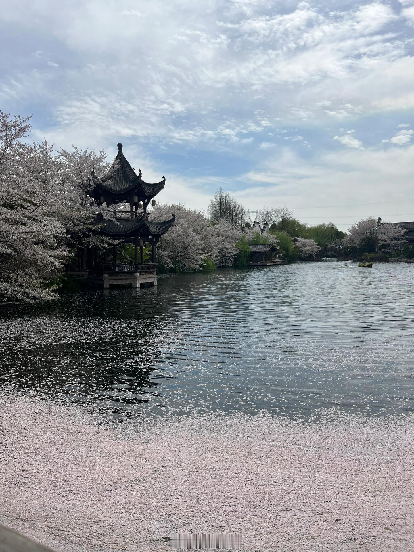 在杭州，比京都还漂亮的樱花，微风，铺满樱花的湖面泛起阵阵涟漪 ​​​