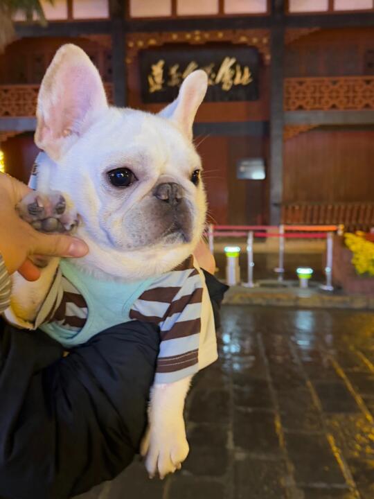 猪是法国猪 心是中国心❤️