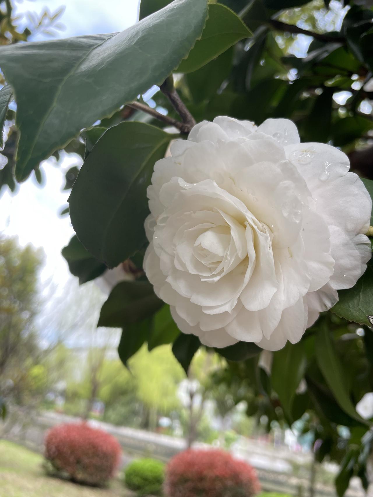 昨天去公园拍到了纯白山茶花的照片，很是幸运。
一直来的下雨，都很少出门。昨天放晴