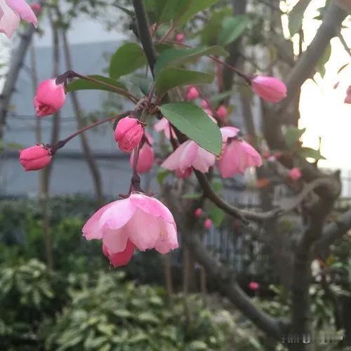 半花半果半秋色