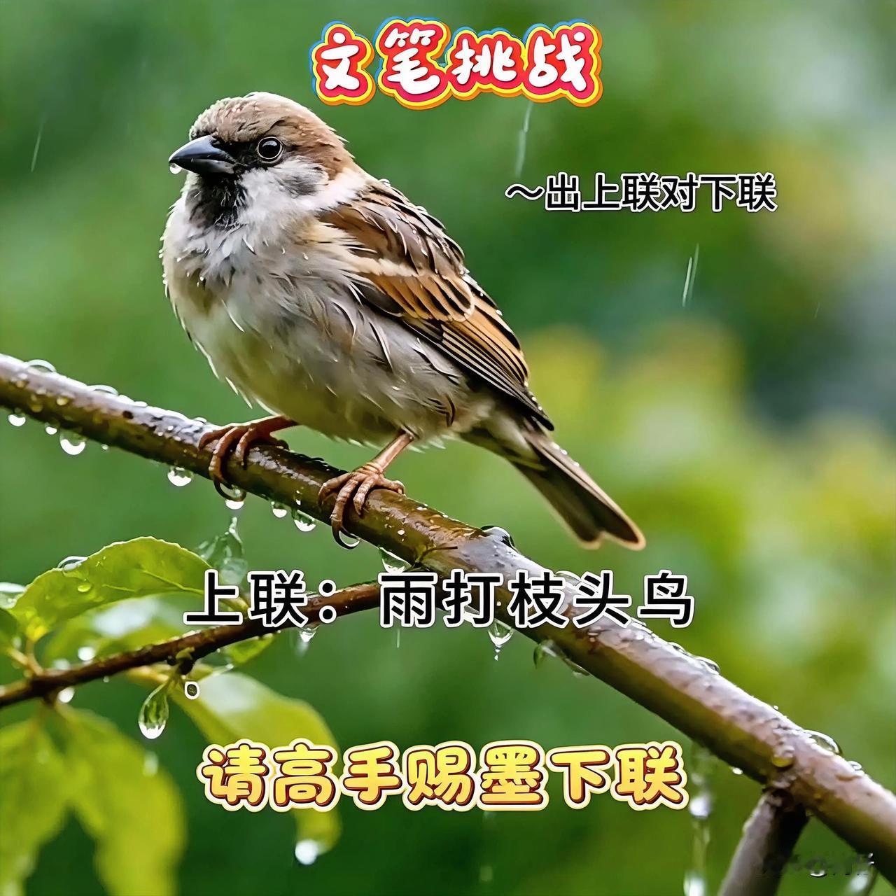上联“雨打枝头鸟”一出，
画面感直接拉满！
这雨中麻雀也太有意境了吧～
评论区藏