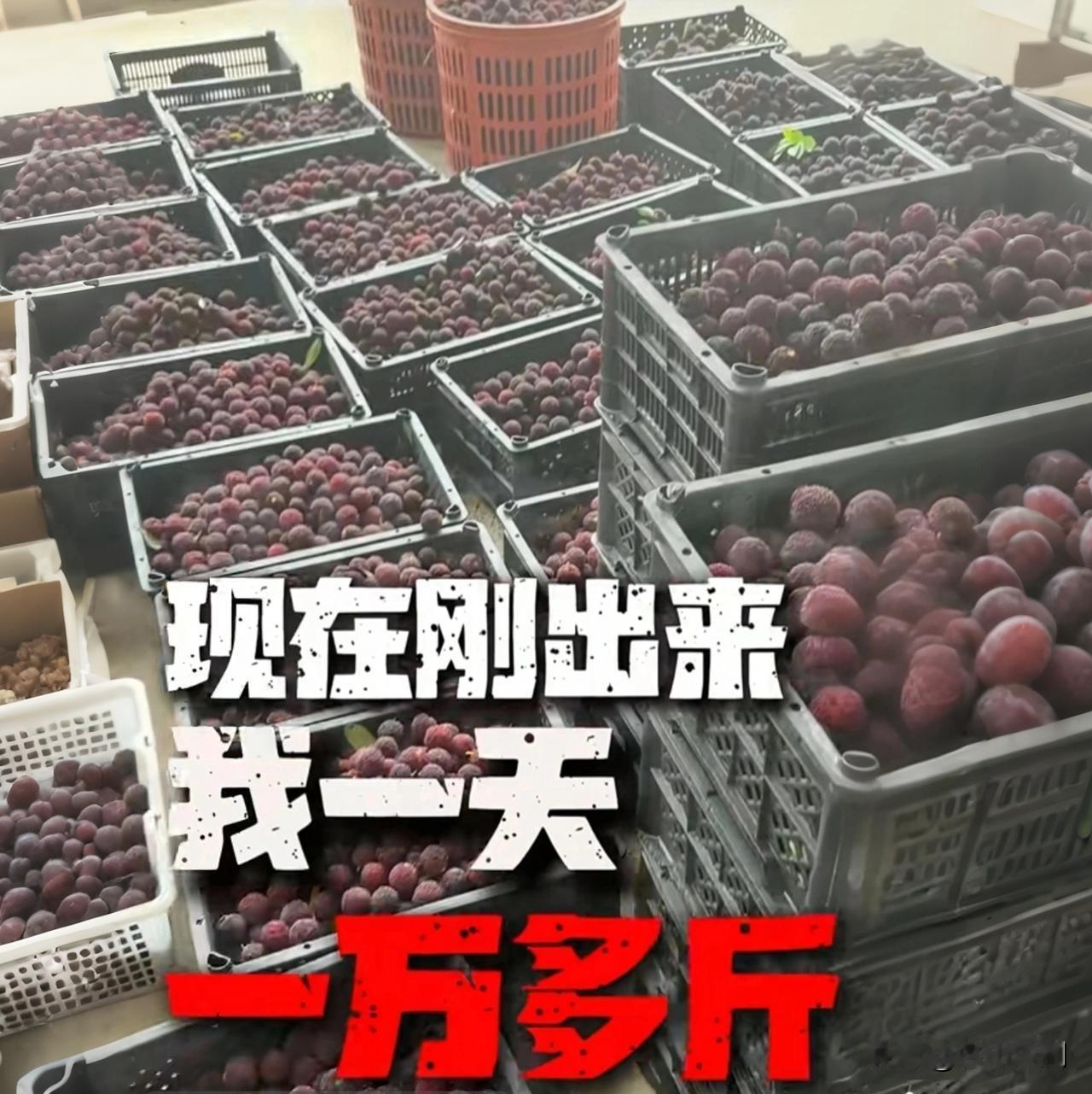 杨梅收购点竟被工人劝别吃：泡药了，我们自己都不敢吃

6月杨梅大量上市，你买的杨