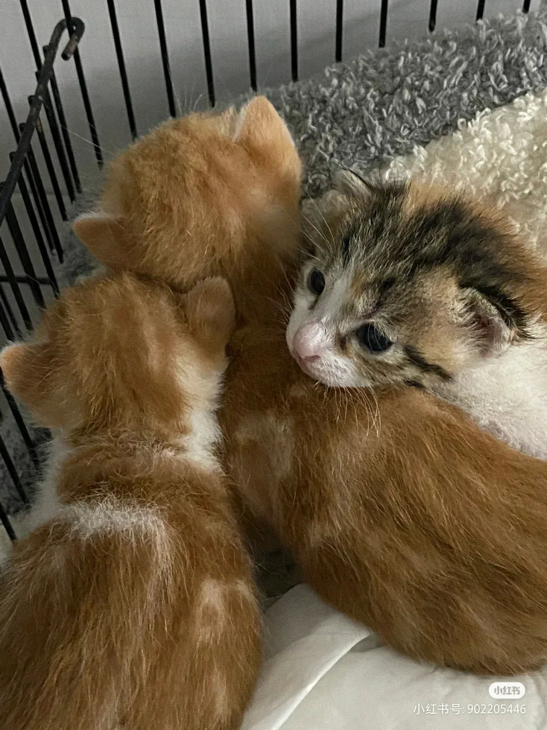 流浪猫碰瓷儿。大早上上班差点迟到。扔垃圾忽然遇见一只流浪猫妈妈求助，看她这个眼神