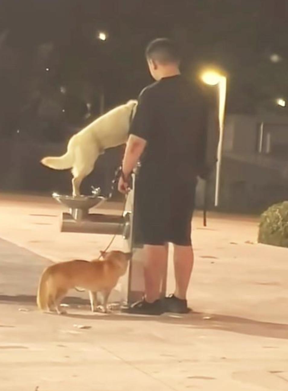人宠大战，必须要依靠严格的法律才能缓解