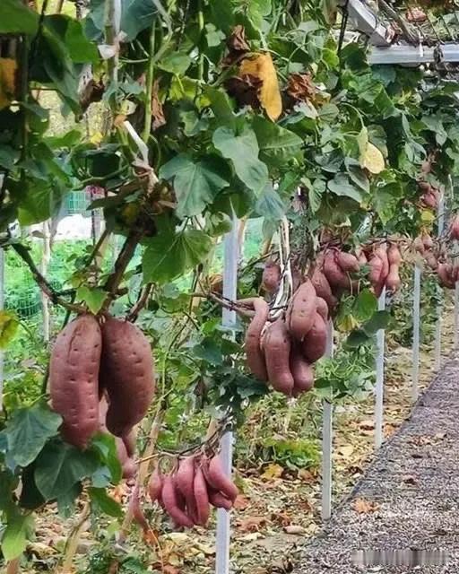 一棵番薯樹能長出20斤番薯，空中番薯無土栽培連續結薯，網：第一次見