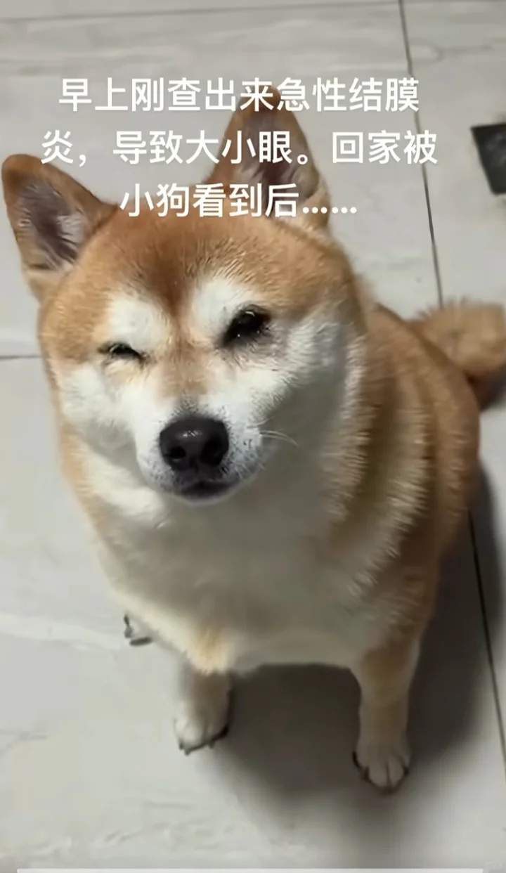 🐶：你不拿正眼瞧我，我也不拿正眼瞧你