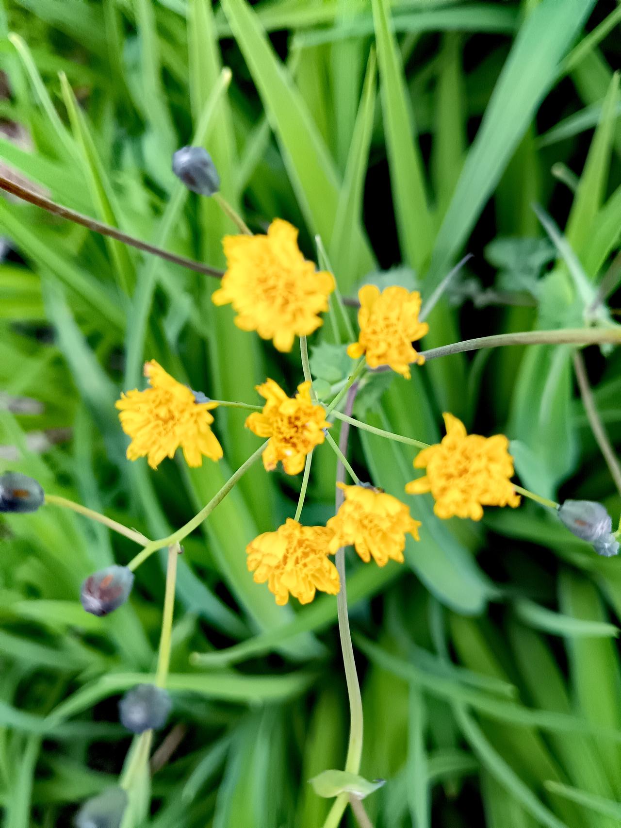  细茎托着明黄小花，花苞染着暗紫，在青草丛里漫着细碎温柔。
