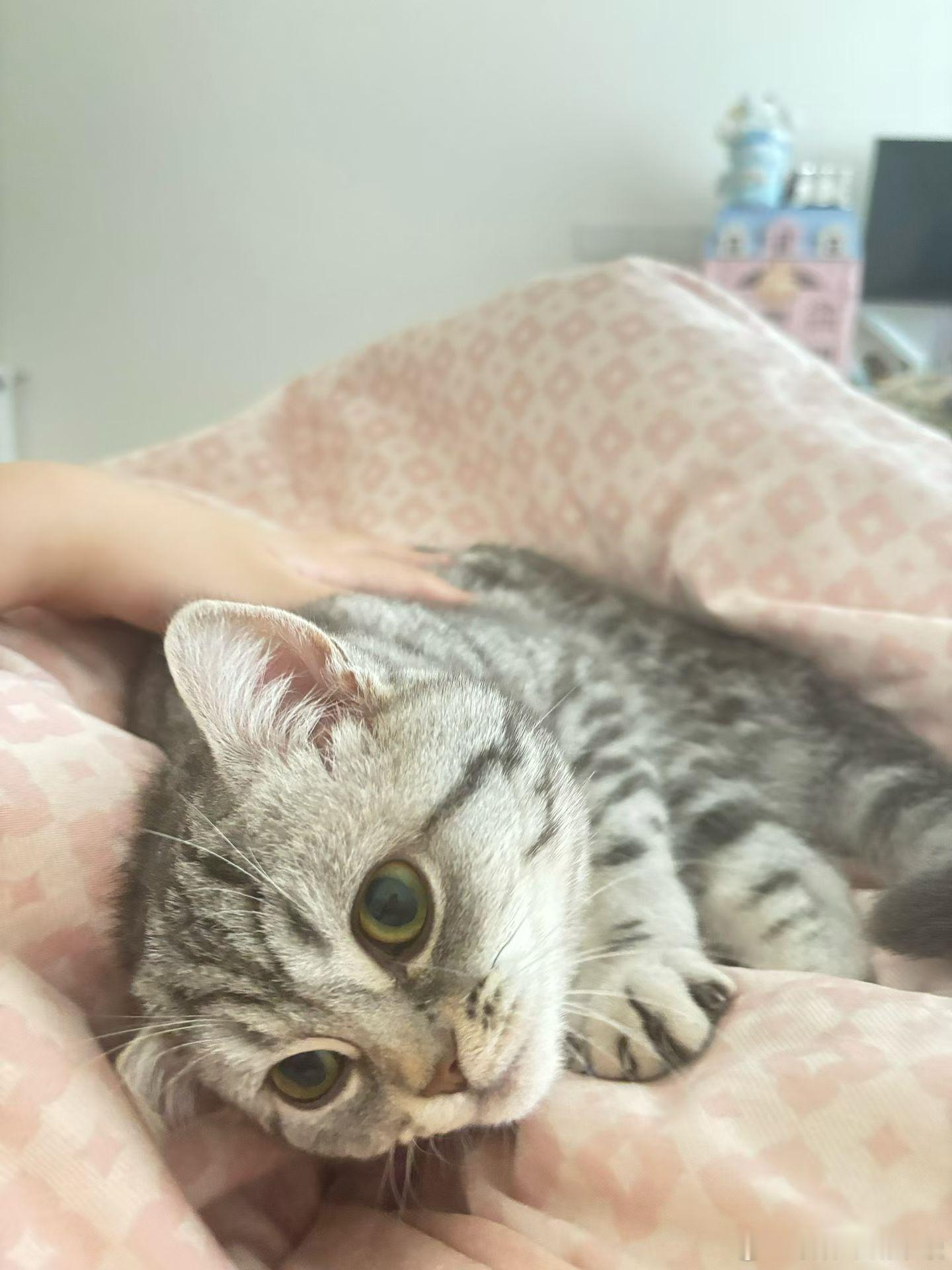 小粘人精来的😠非要我摸摸 