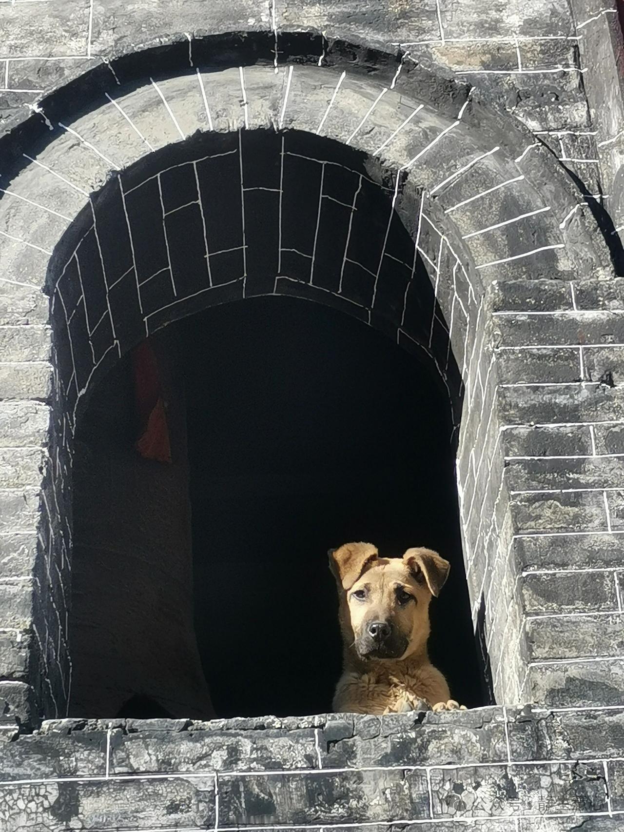 狗皮裹住狗的命运，人皮裹住人的命运

晨练时，我在路边见到一只拴在三轮车上的狗。