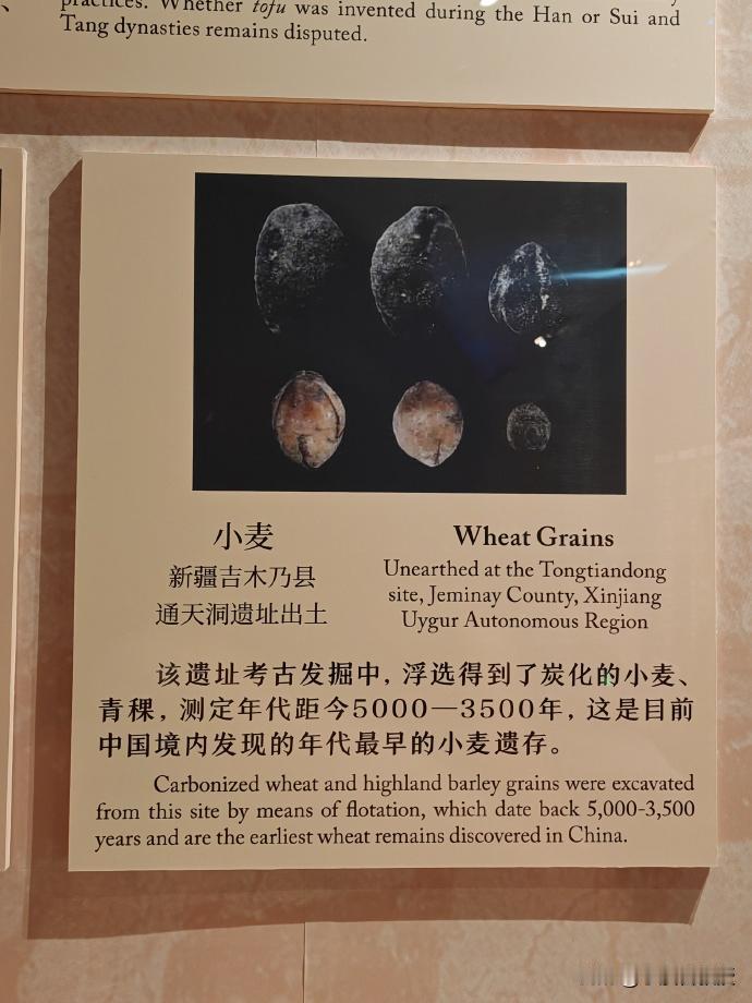 国家博物馆“中国古代饮食文化展”展品。小麦原产于两河流域。大约在5000-350