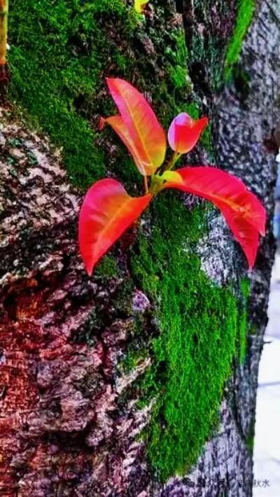 敬🍻自己颠沛流离，敬🍻跌倒重来的勇气。🍻敬岁月的风雨洗礼，🍺🍺🍺再难