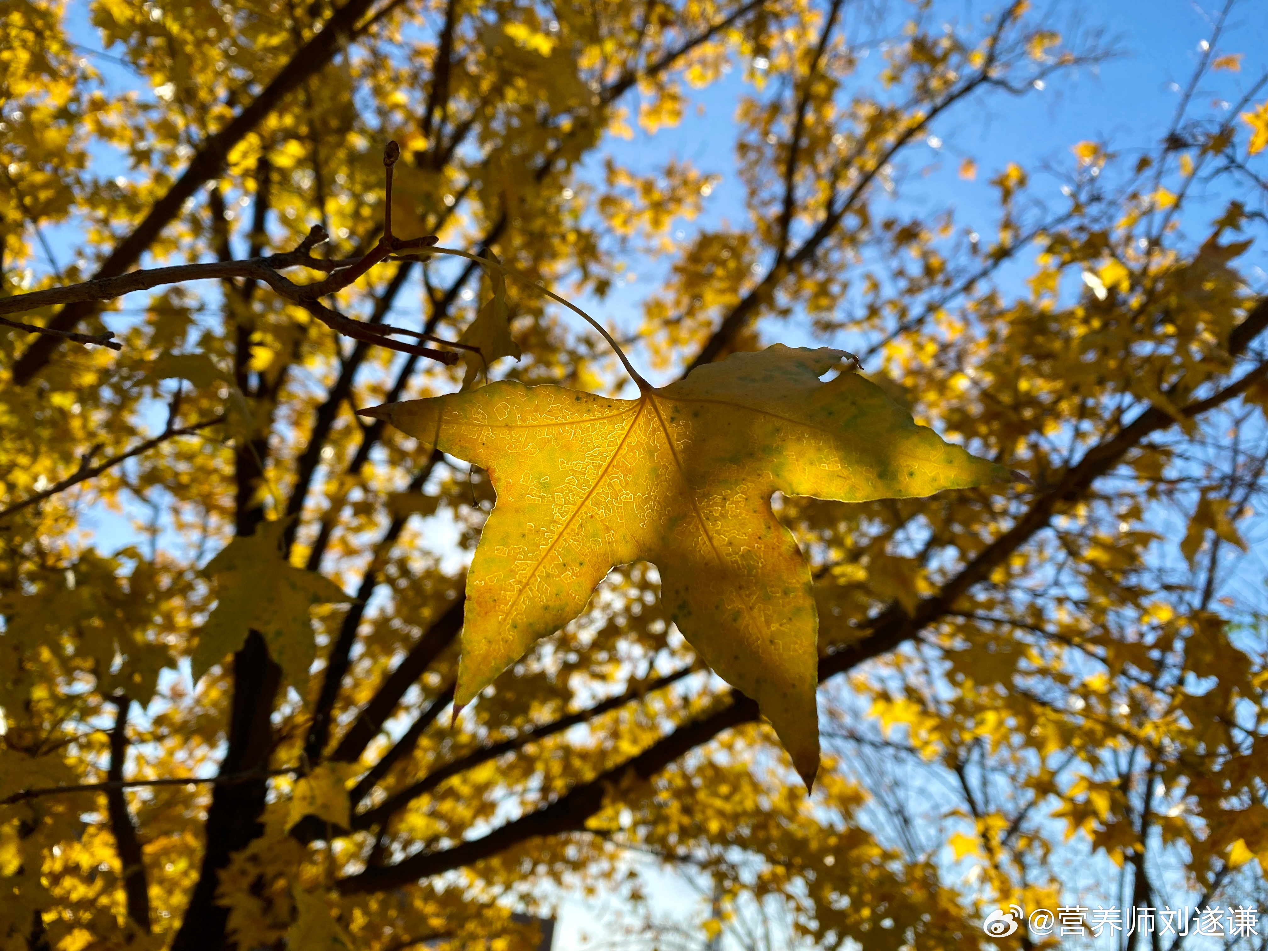 昨天出去晒太阳，认真欣赏了视线范围内的片片🍁，每一片都如此独特和美丽[心]。相