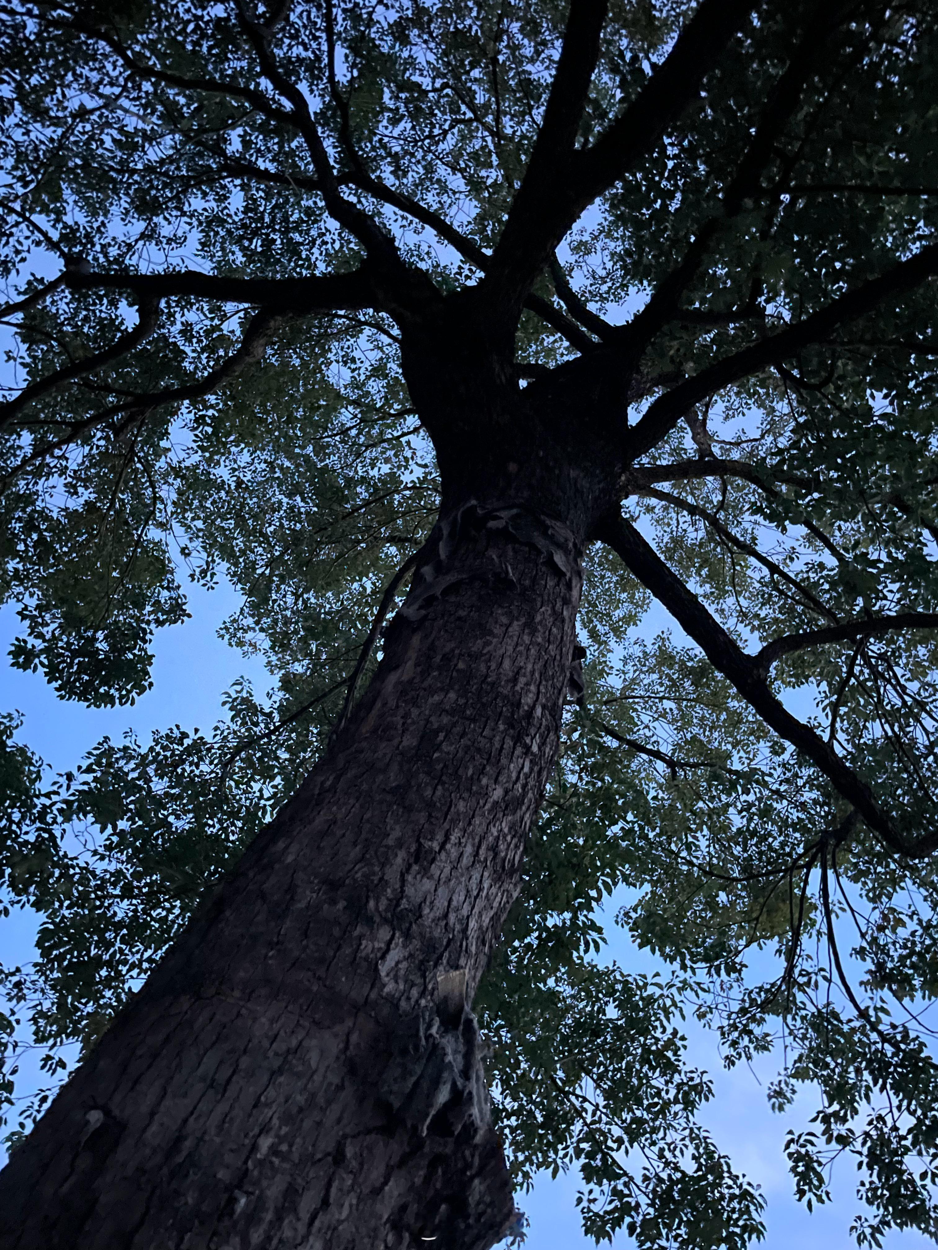 用心经营好自己的老年人生活，像树一样的活着！ ​​​