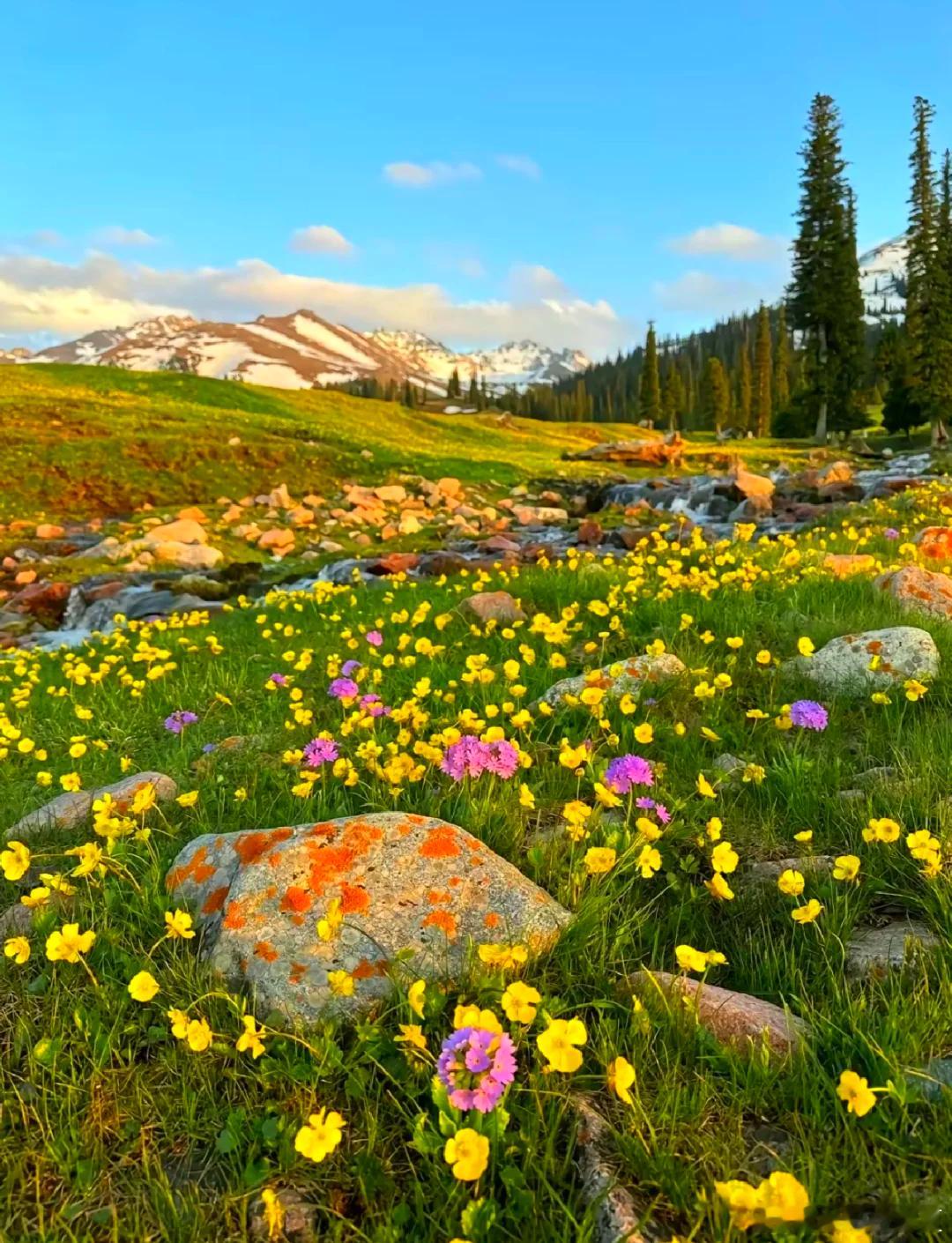五月伊犁真的是被低估的神仙目的地，五月下旬草原已经铺满新绿，漫山野花点缀其间，雪
