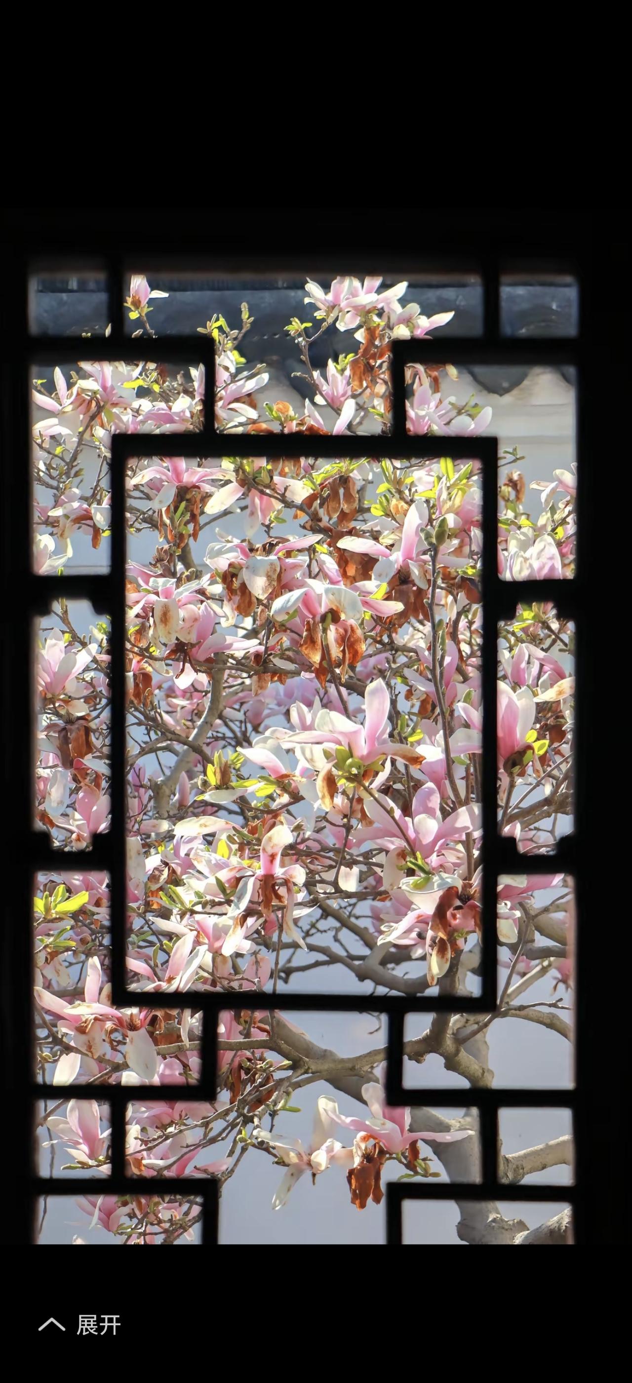 我见过的最美的花，美得各有千秋。浙江绍兴一户人家墙缝里盛开的国华菊就惊艳了时光。