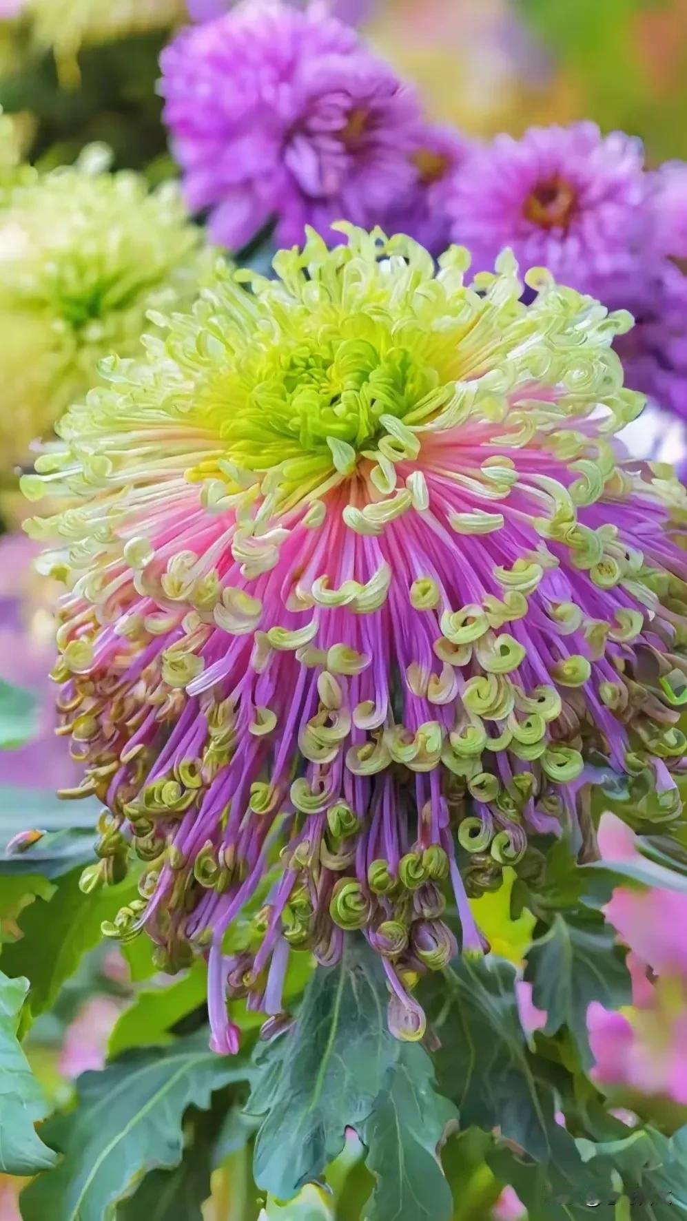 《咏菊》
秋来菊绽放，
金蕊傲寒霜。
风里幽香散，
花中隐士彰。菊花