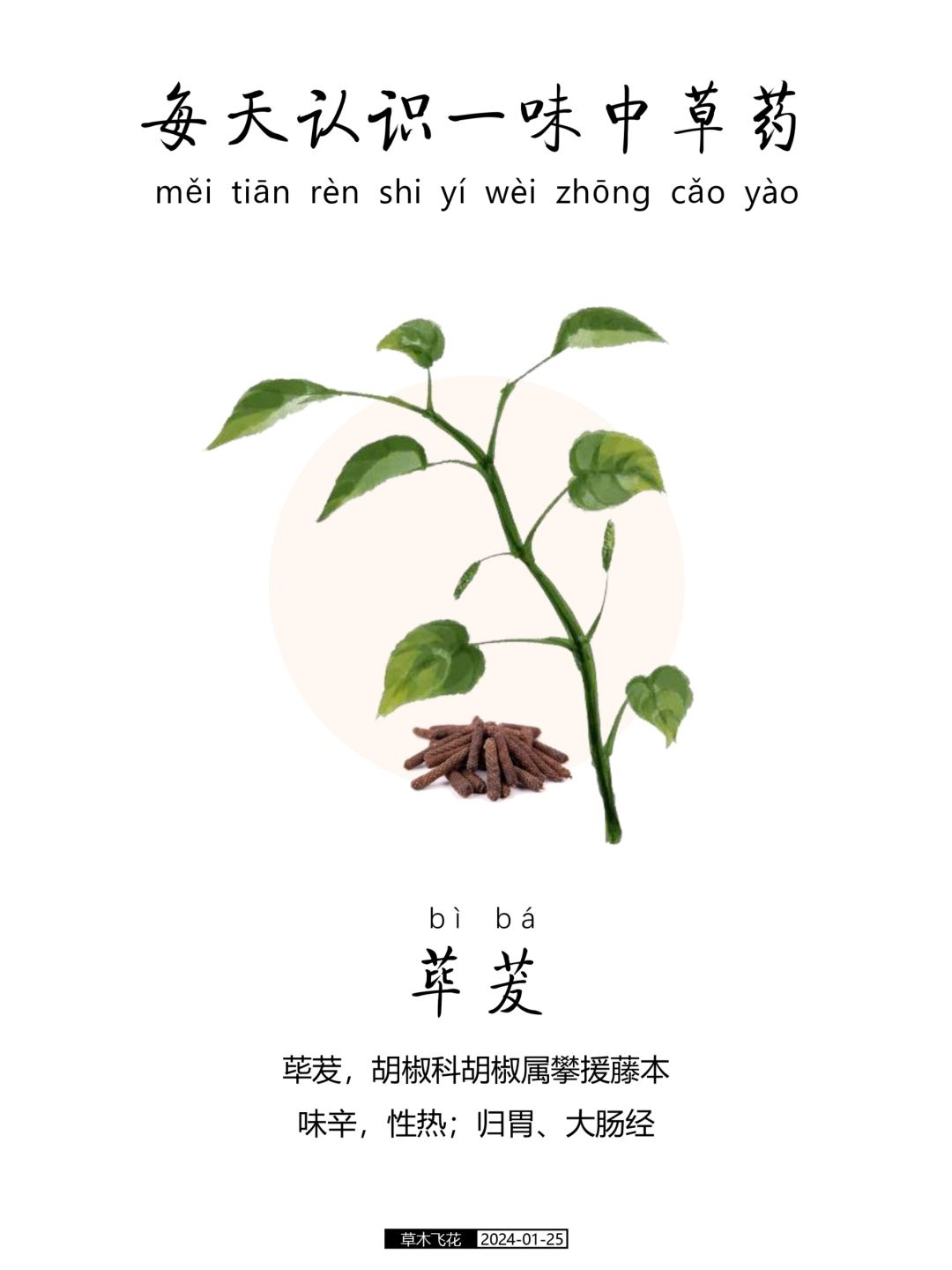 每天认识一味中草药-荜茇🍀