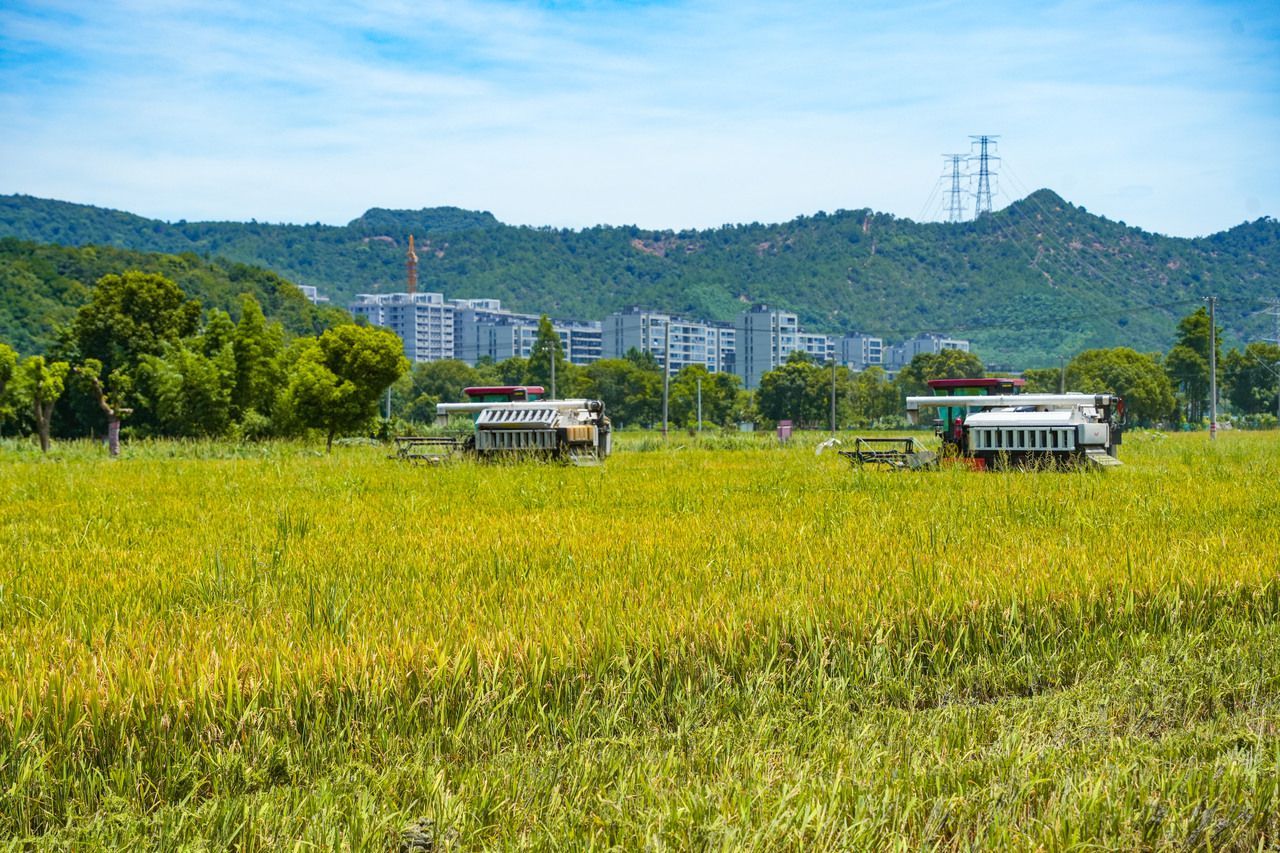宁波众志成城抗击台风巴威【台风将至宁波镇海农户抓紧抢收早稻保收成 】超强台风“巴