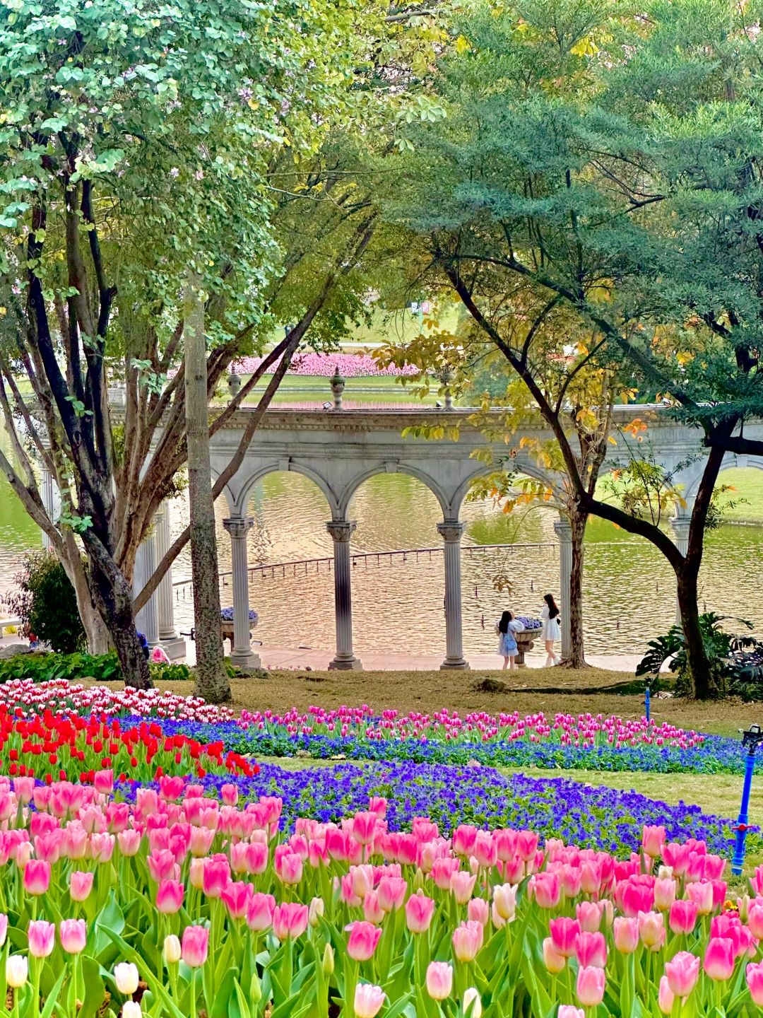 Live图｜这才是广州的莫奈花园🌷郁金香开啦