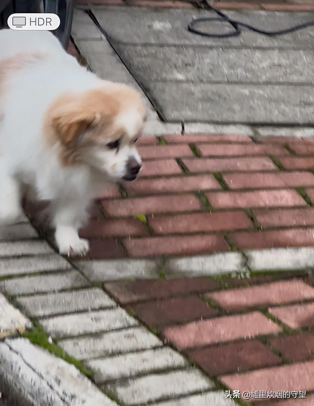 我家小狗今年十八岁

有人喜欢狗，也有人不喜欢狗。养狗的人自己就要自觉，不能打扰