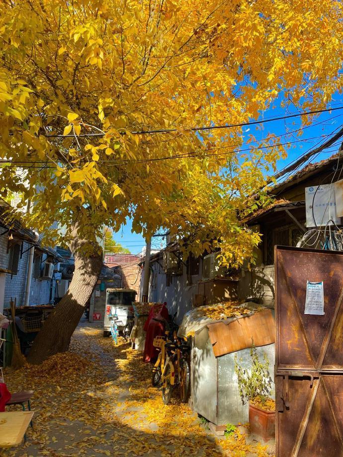 却道天凉好个秋🍂  