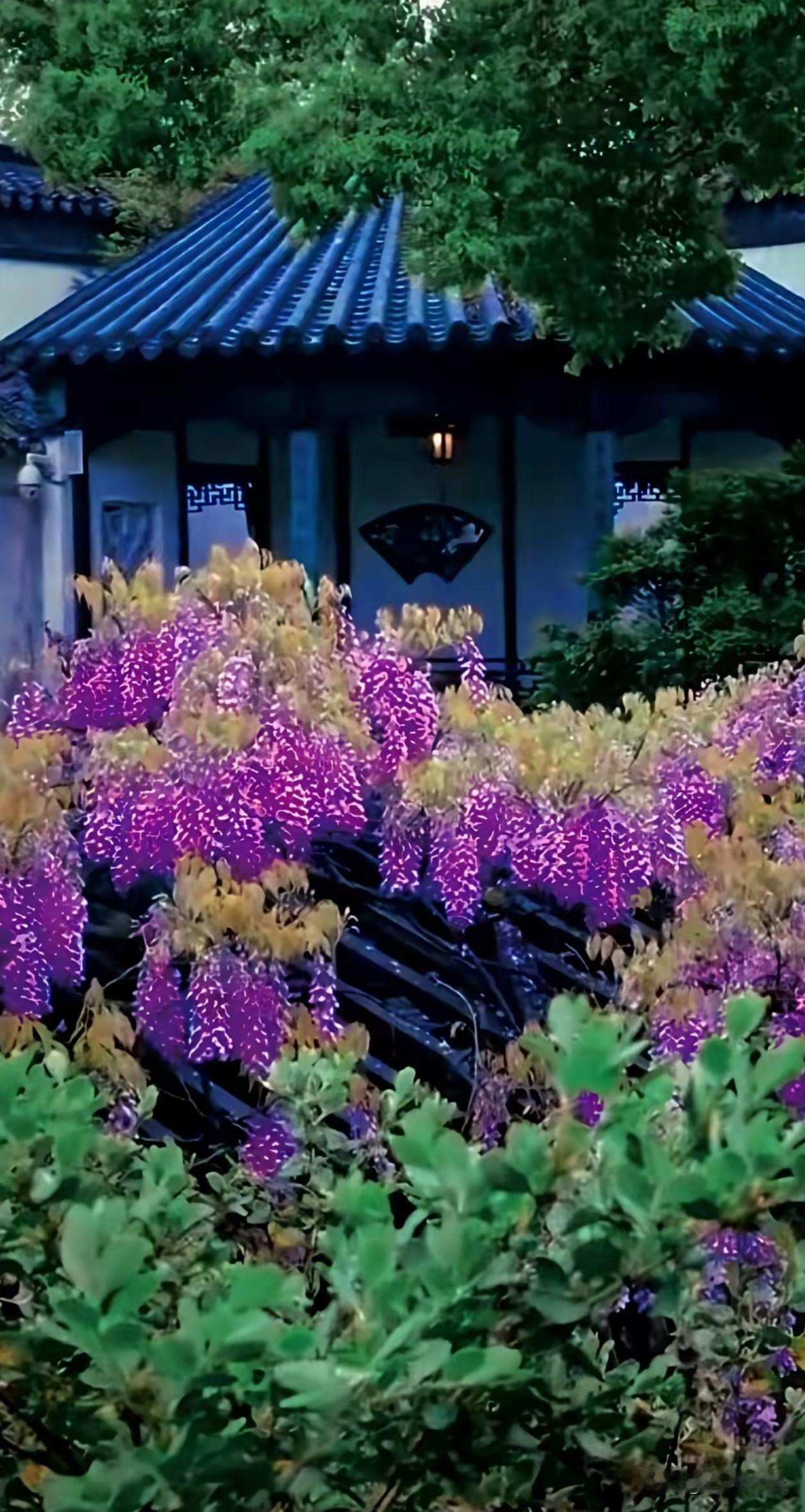 紫藤花从不喧哗，顺着藤蔓生长，把细碎的努力都攒成了满架的浪漫。原来人生不必轰轰烈