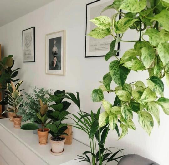 大理石皇后Marble Queen