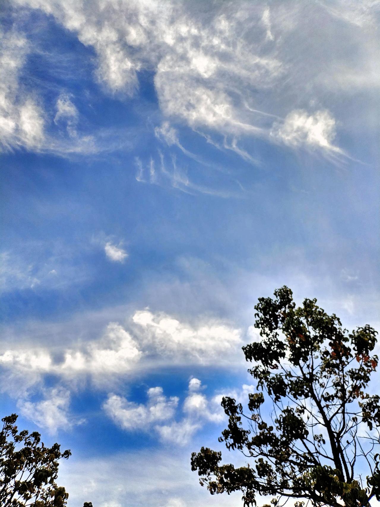 冬日生活打卡季 蓝天白云，树影婆娑，静享自然之美。在这冬日独有的晴朗里，微风轻拂