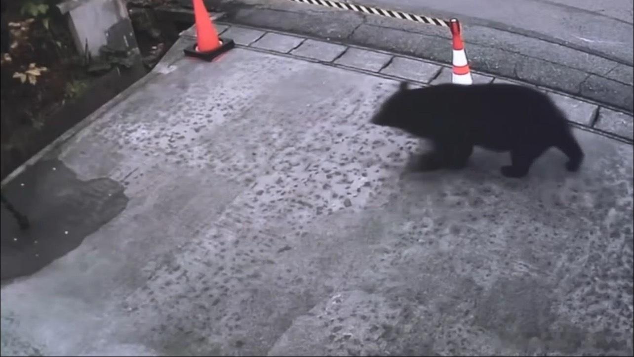 【日本熊害已致至少12死日本熊害已逼近东京 日本已有13人遭熊袭击死亡】近期，日