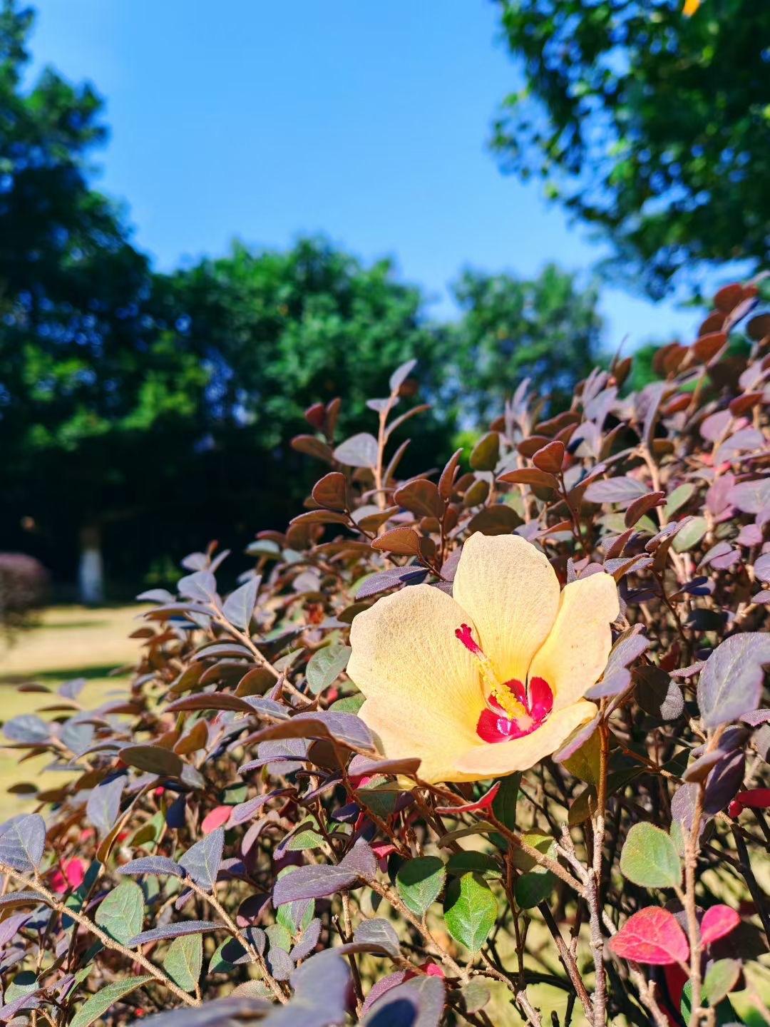 分享一张你最近拍的花