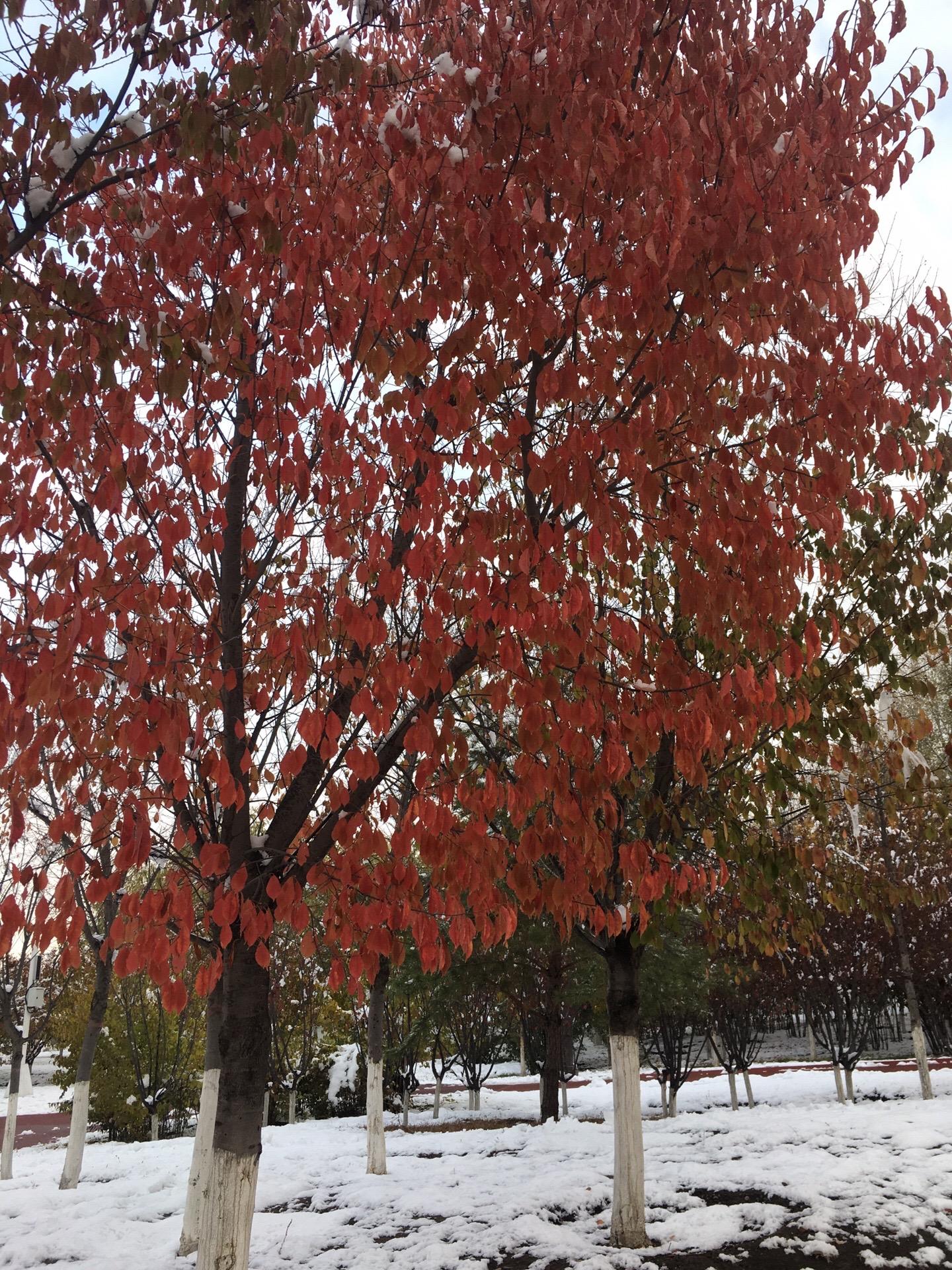 晚秋。霜叶 雪