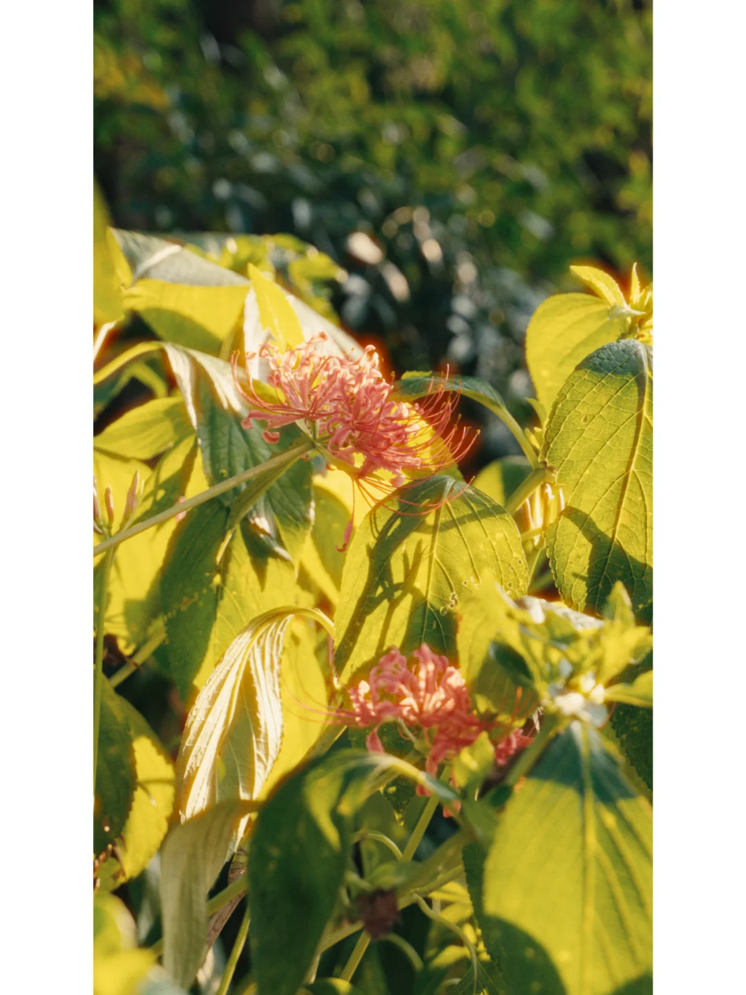 找寻地图分享｜宁波植物园彼岸花