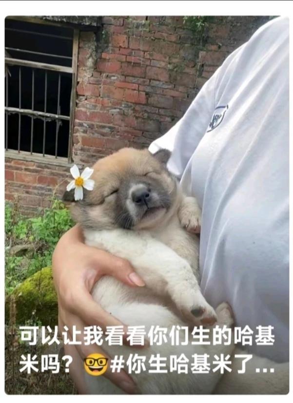 这个狗娃子只怕比某些人类小孩子还幸福[爱慕]，有个疼爱的人类妈妈👩🏻！