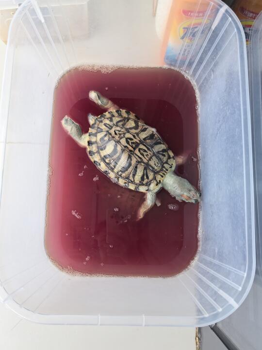 罪过啊，养了7年的龟被另一只咬没了