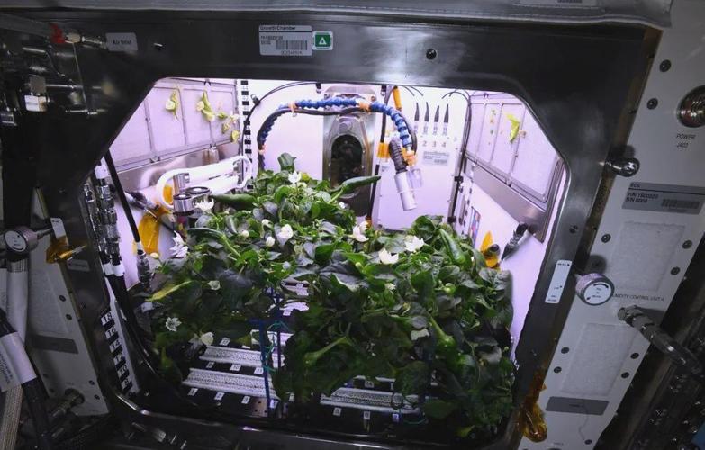 月球上能不能种土豆？不光能，土豆还是月球农业的头号种子选手。太空里搞种植，最大的