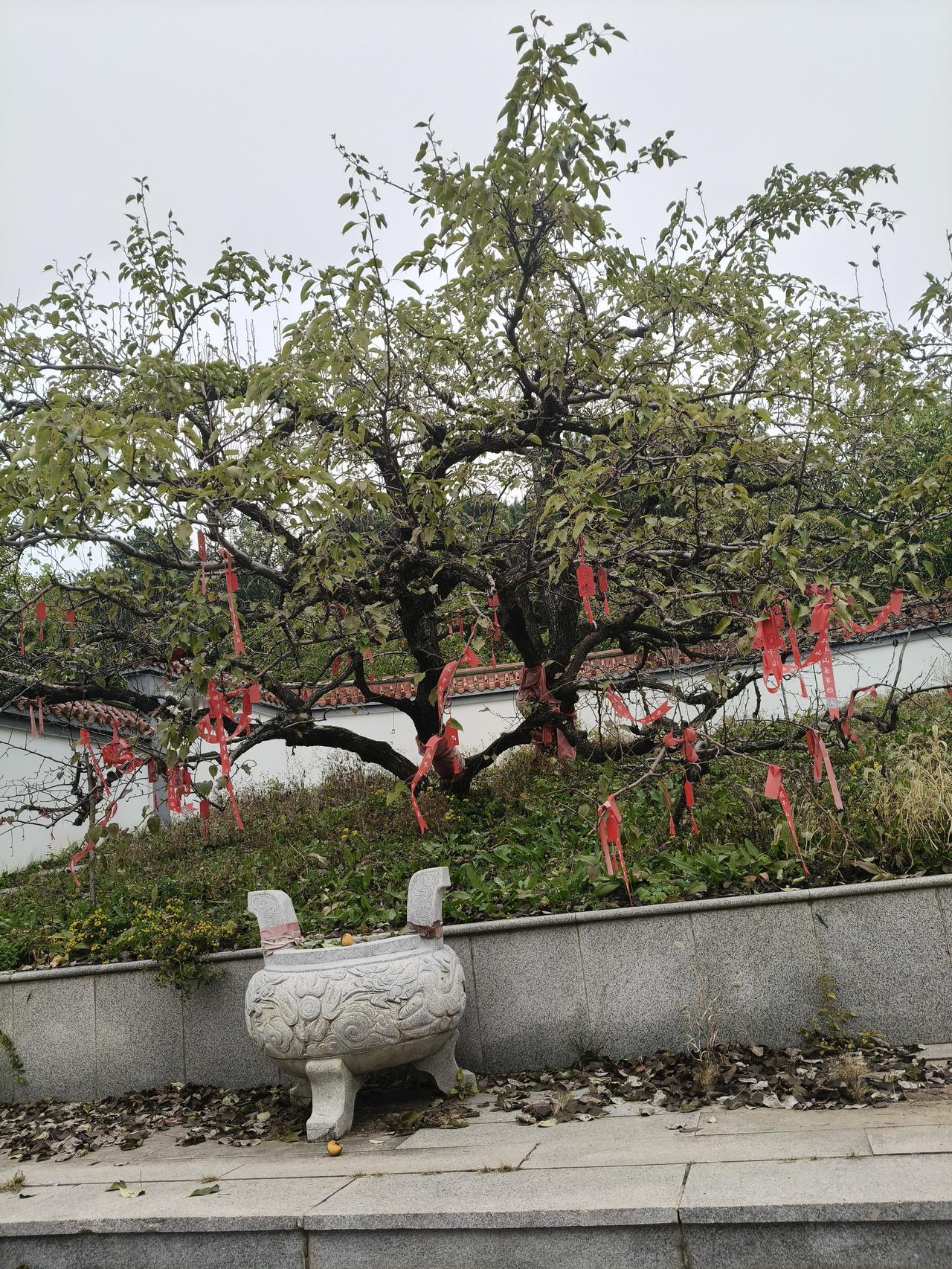 可以分享一张秋景的树叶的照片吗？鞍山南果梨祖树园秋色