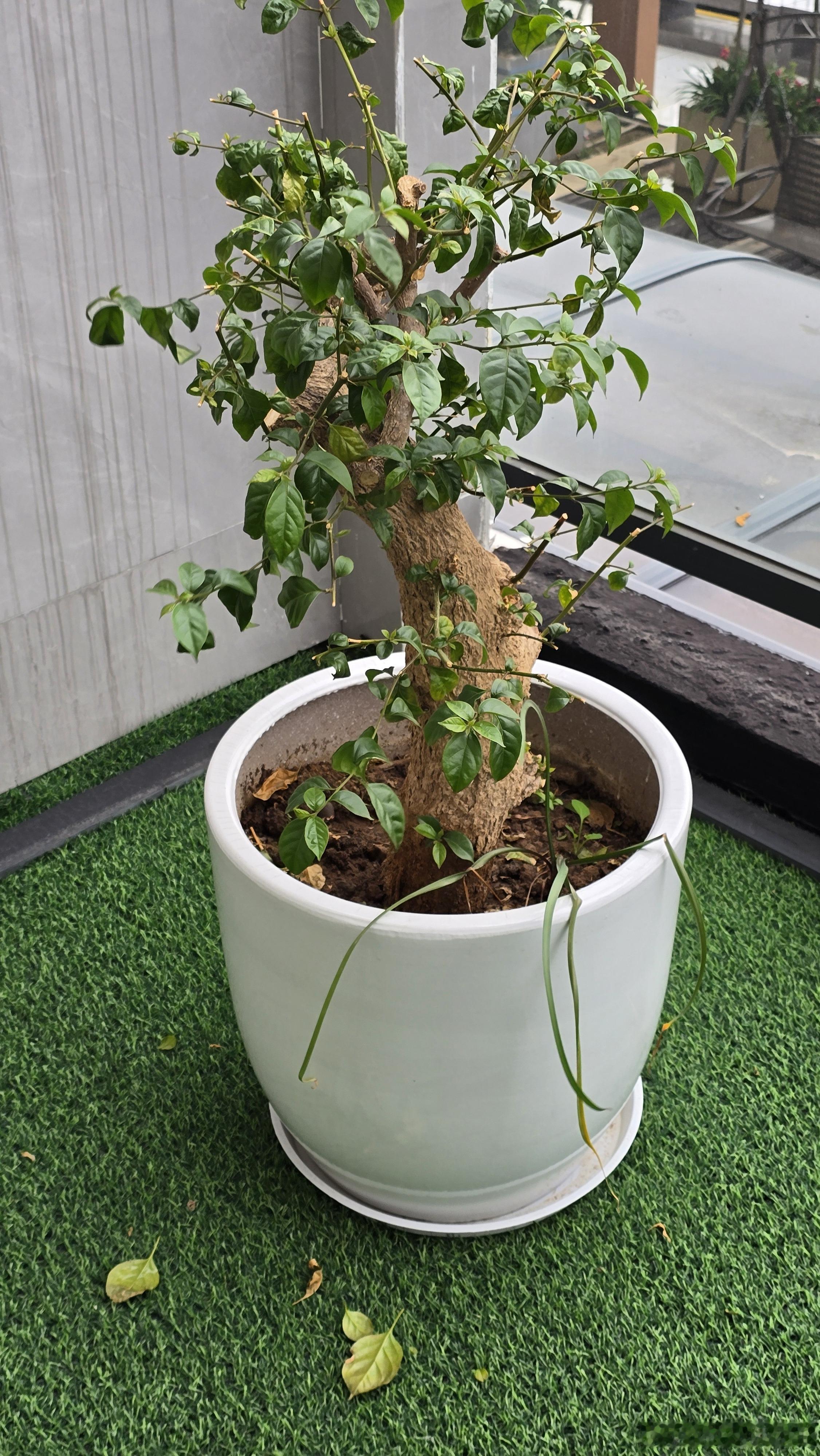 今天我给自己放过年假了。准备打扫卫生，收拾整理，买春联年货烟花。过年就不去外面旅