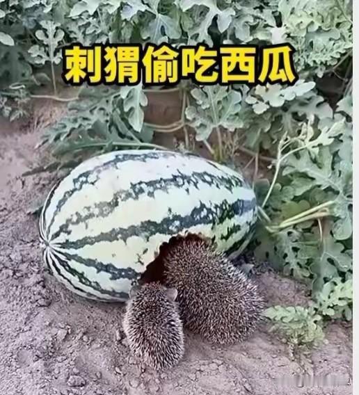 山东淄博，一男子在自家瓜田干活时，突然看见一只刺猬在偷吃西瓜，不料男子没急着赶走