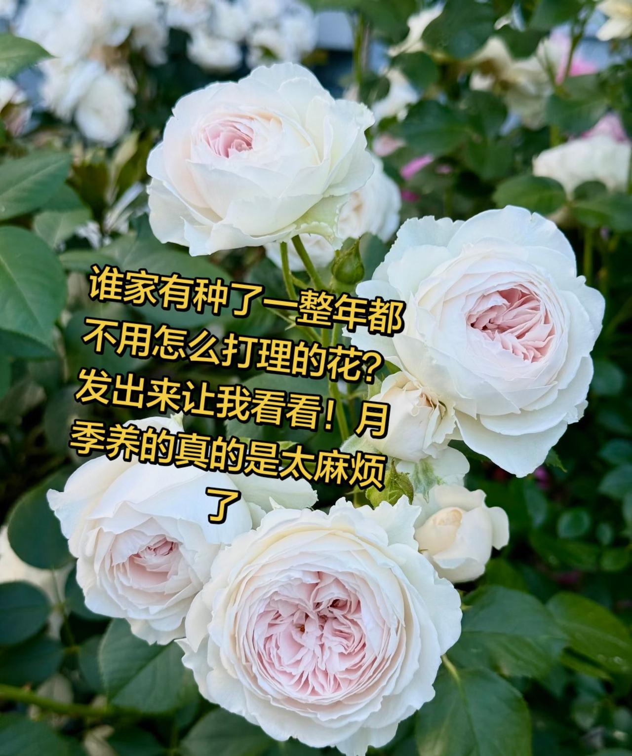 谁家有种了一整年都不用怎么打理的花？谁家有种了一整年都不用怎么打理的花？发出来让