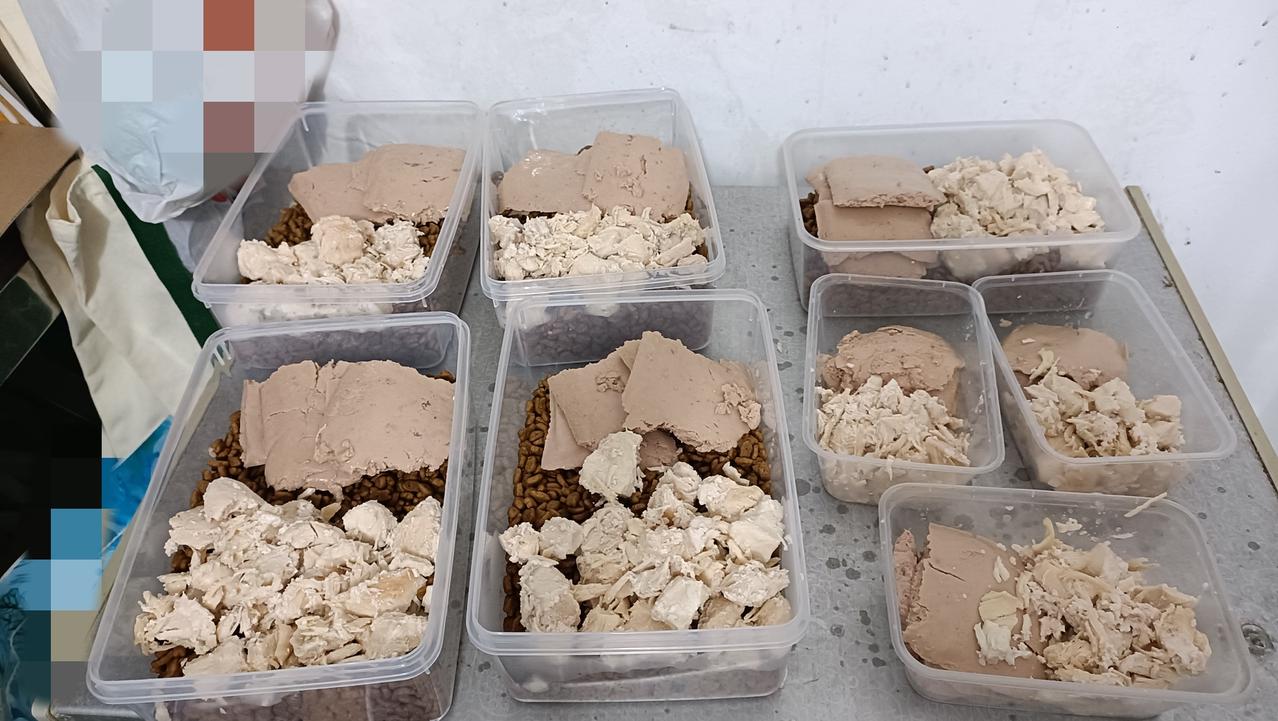 今晚去偏远山区投喂厂里的流浪猫，我把饭盒换成了大号保鲜盒，因为之前那种圆形一次性