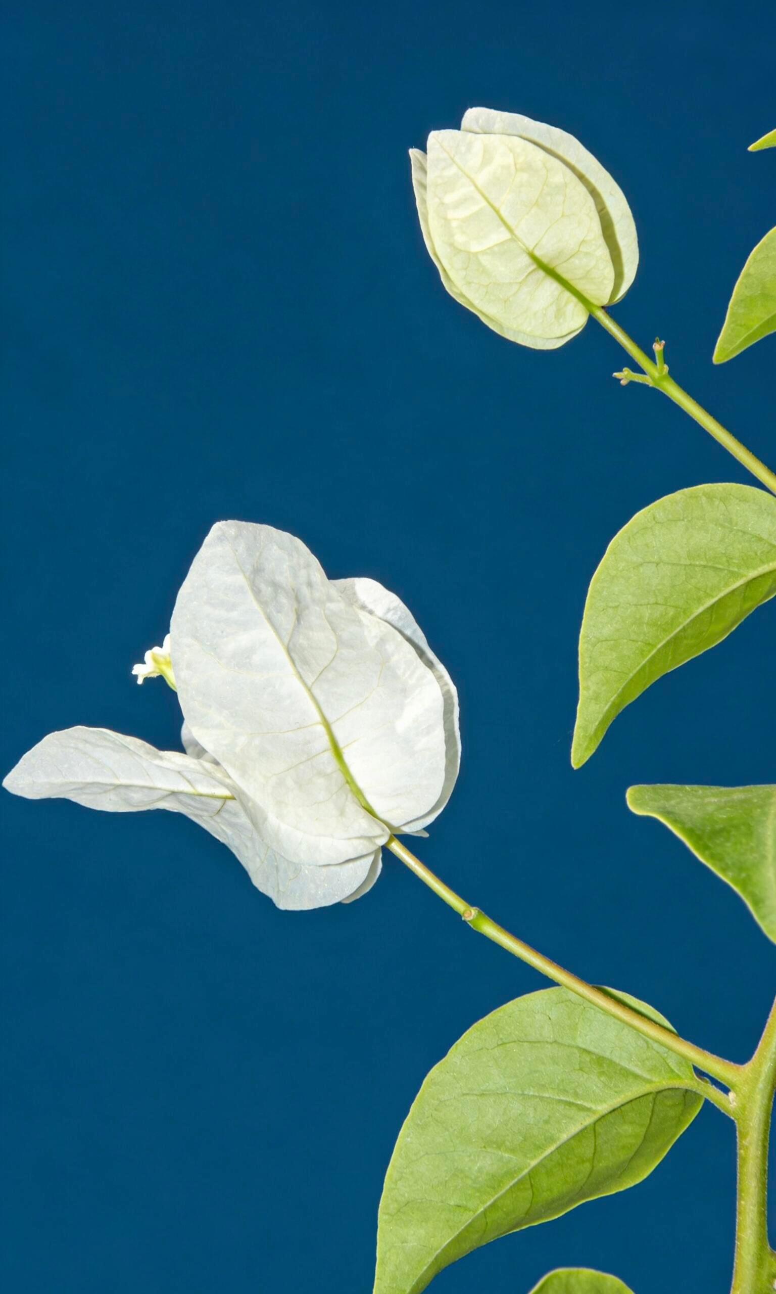 随便一张都是能当壁纸的程度 