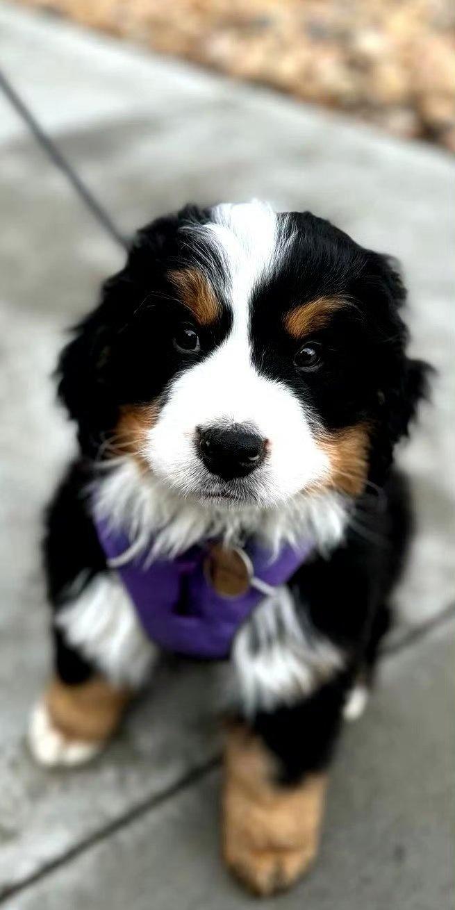 自去年十一月份开始，太平洋和印度洋流域内频发地龙翻动。有些人感觉惊慌，其实是可以