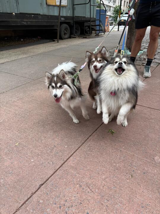 地狱三头犬 🐺🐺🐺